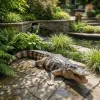 life-size American Alligator 94.75 Inch Long
