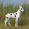 Standing Great Dane