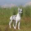 Standing Great Dane