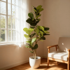 6' Tall Artificial Fiddle Leaf Fig Tree with Black Plastic Pot, Real Touch Indoor Plant