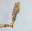 1 Piece Folium Cycas