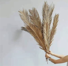 1 Piece Folium Cycas