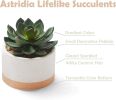 Set of 3 Faux Artificial Succulent Cactus Plants in Ceramic Pots