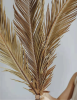 1 Piece Folium Cycas